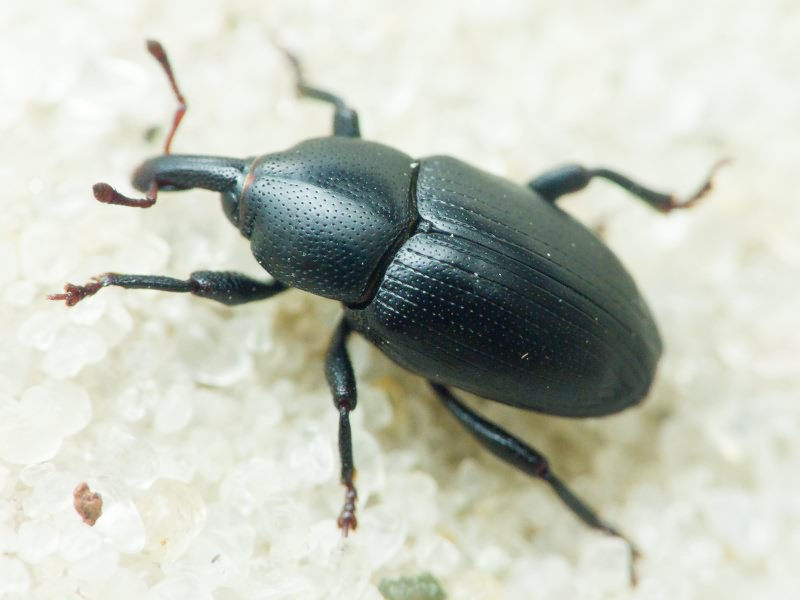 Malvaevora timida (Rossi, 1792)